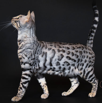 beautiful bengal kitten texas